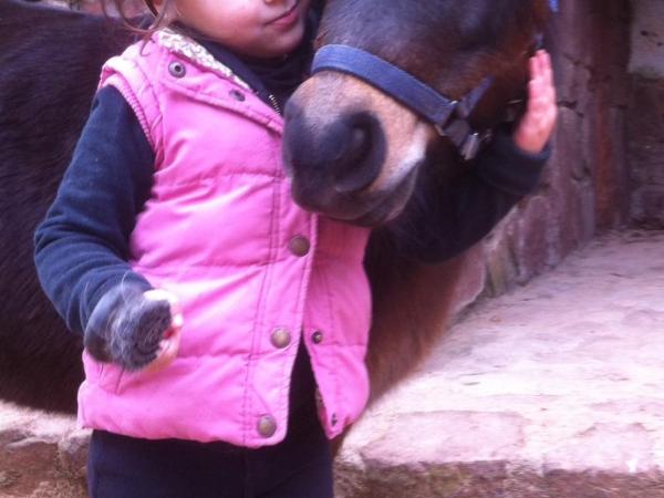 Taller de cura i maneig en poni o cavall + passeig 