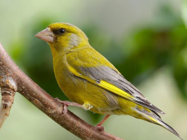 Ruta-joc dels Ocells de Rafamans