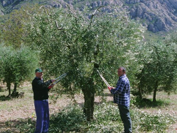 Cami de l'Oli - 1.JPG