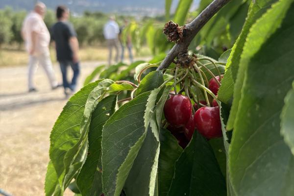 Sabors de l’Horta reuneix cuiners i productors per posar en valor la fruita de temporada
