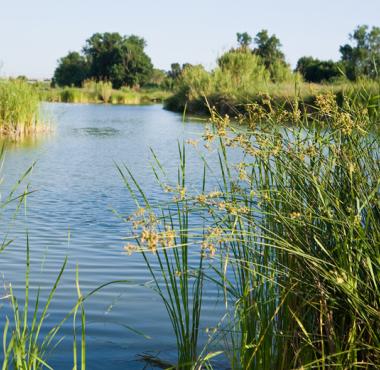 Aiguamolls Molins de Rei.jpg