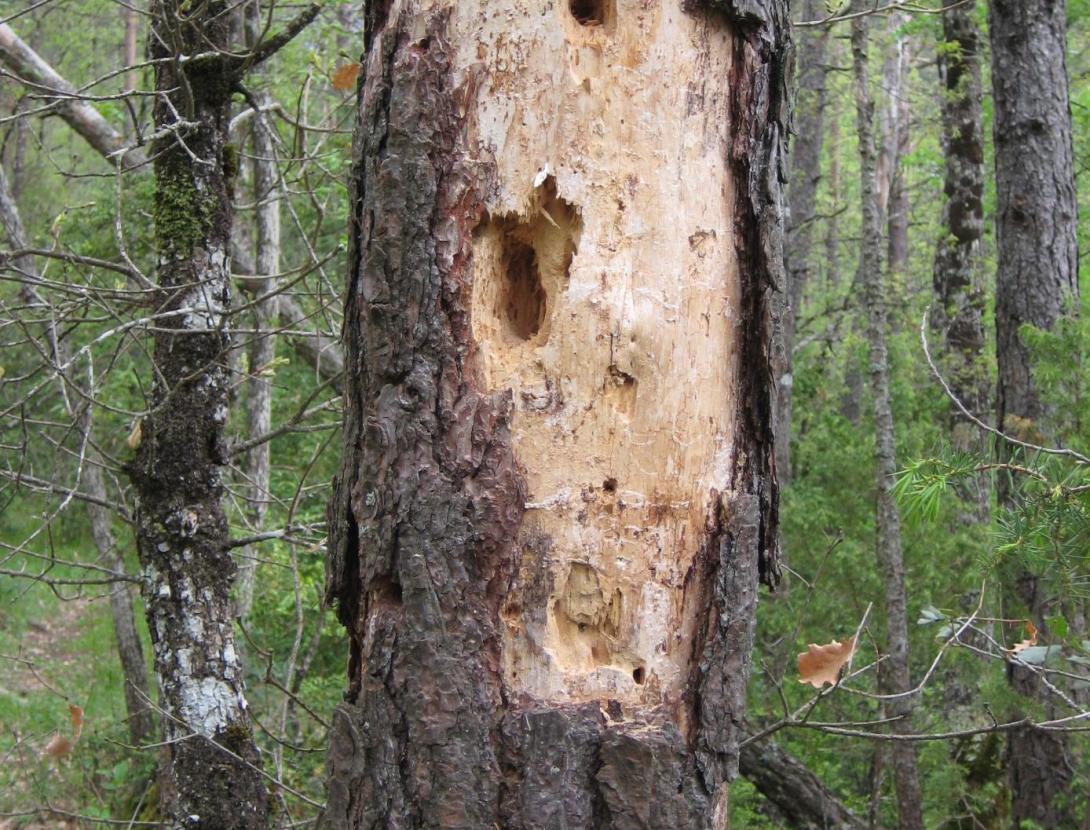 Fauna secreta del bosc