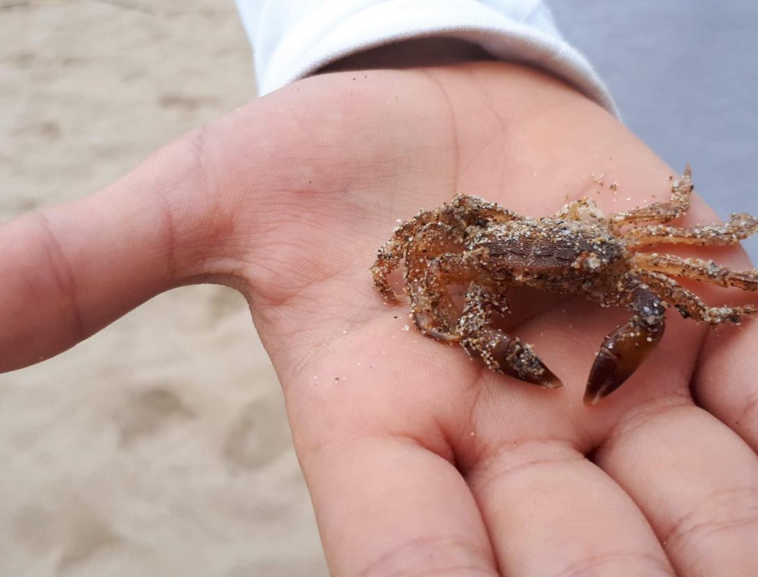 La Mar Mediterrània: Que venen els Pirates!