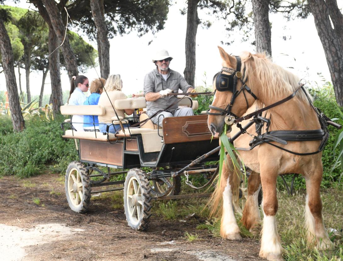 VERMUT EN CARRUATGE