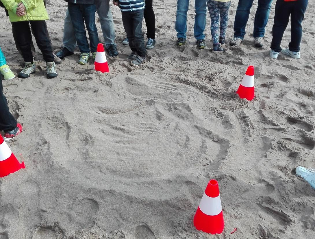 HEM TROBAT UN NIU DE TORTUGA!