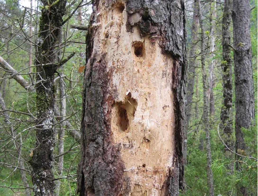 La Fauna Secreta del Bosc