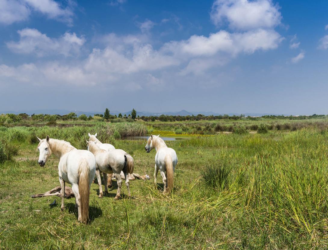 El Prat de Llobregat