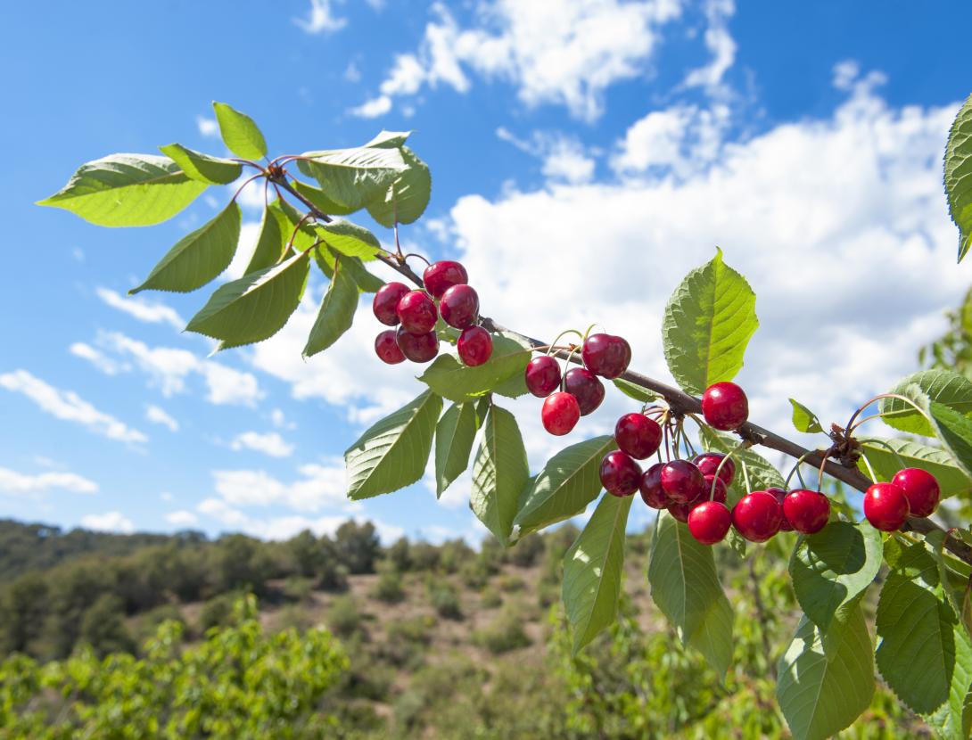 Sant Climent de Llobregat