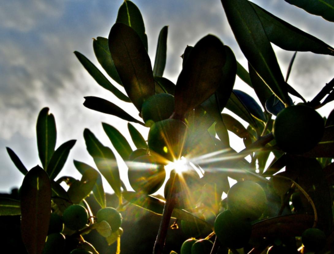 Oulesa, l'oli d'Olesa de Montserrat