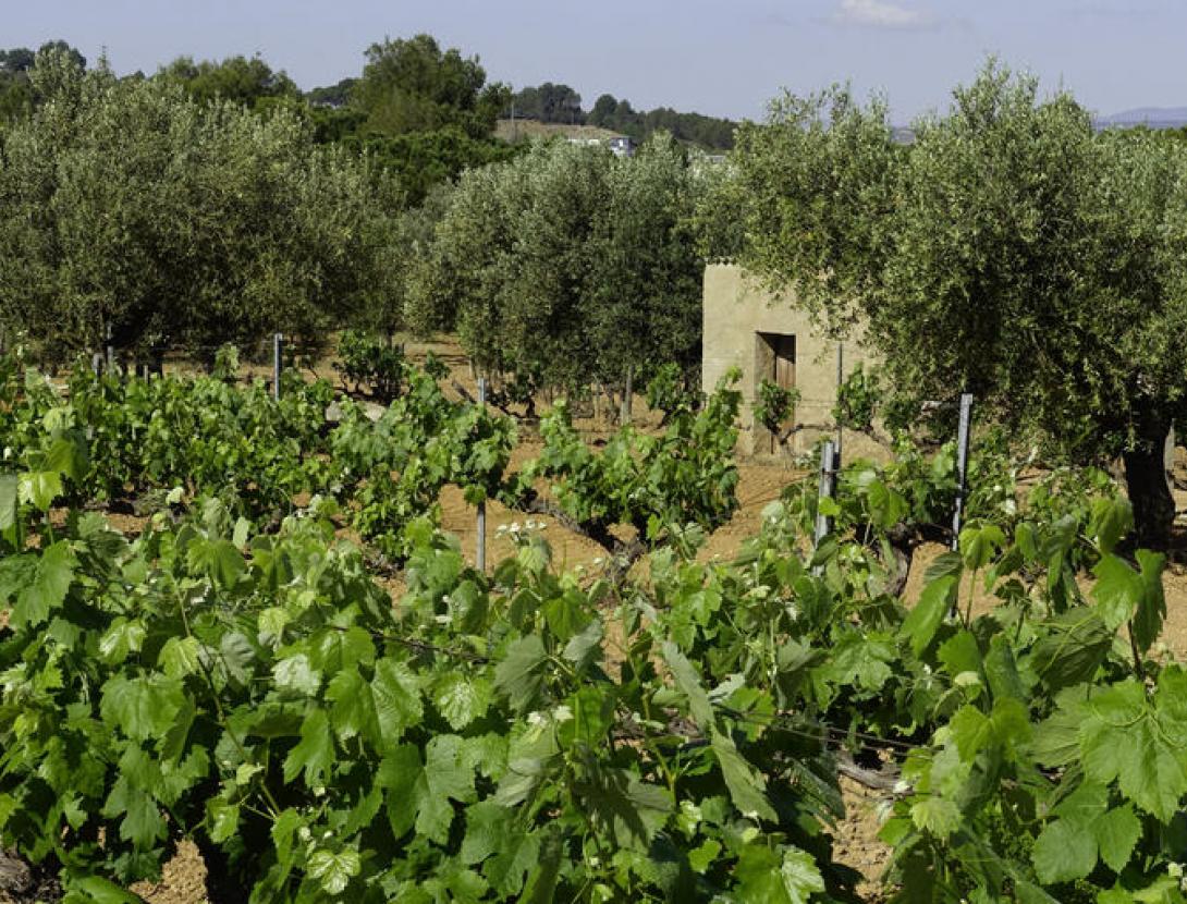 La vinya a Castellví de Rosanes
