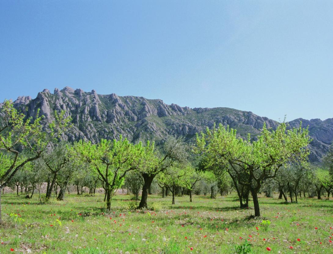 Cami de l'Oli - 2.JPG